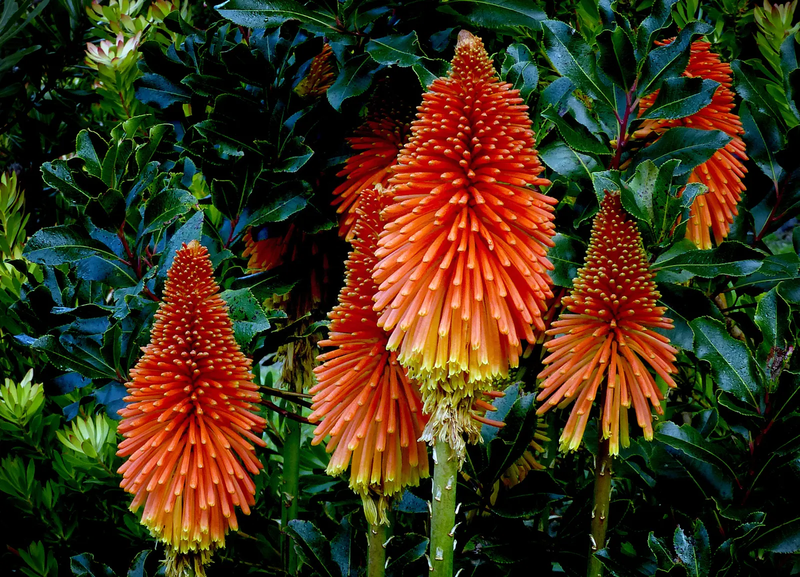 Red hot pokers (Kniphofia uvaria) in flower, tall orange and yellow spikes standing against dark green foliage